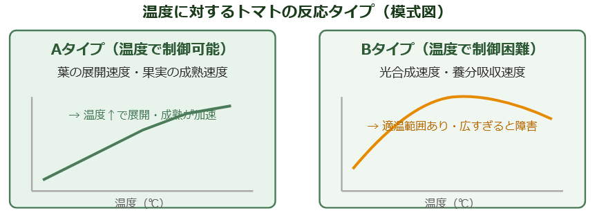 温度に対するトマトの反応タイプ（日本施設園芸協会テキストをもとに作成）